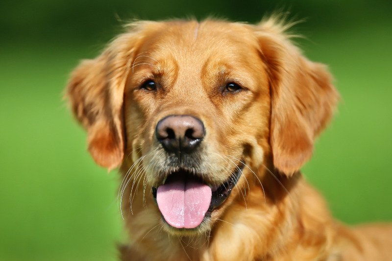 Beste Tierkrankenversicherung finden - Worauf Hundehalter im aktuellen Markt achten sollten