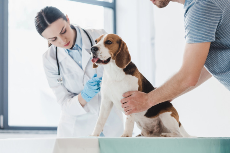 Alltagsgewöhnung und Handling-Training reduzieren Stress beim Tierarztbesuch