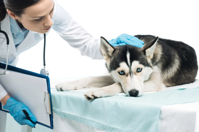 Hunde sollten an Tierarztbesuche möglichst frühzeitig gewöhnt werden