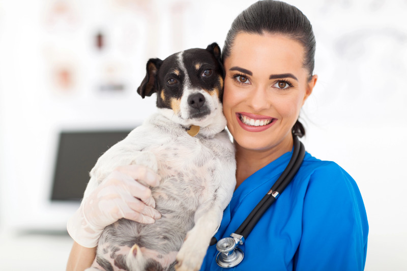 Stressfreier Tierarztbesuch - Vorbereitung und Training für gelassene Hunde