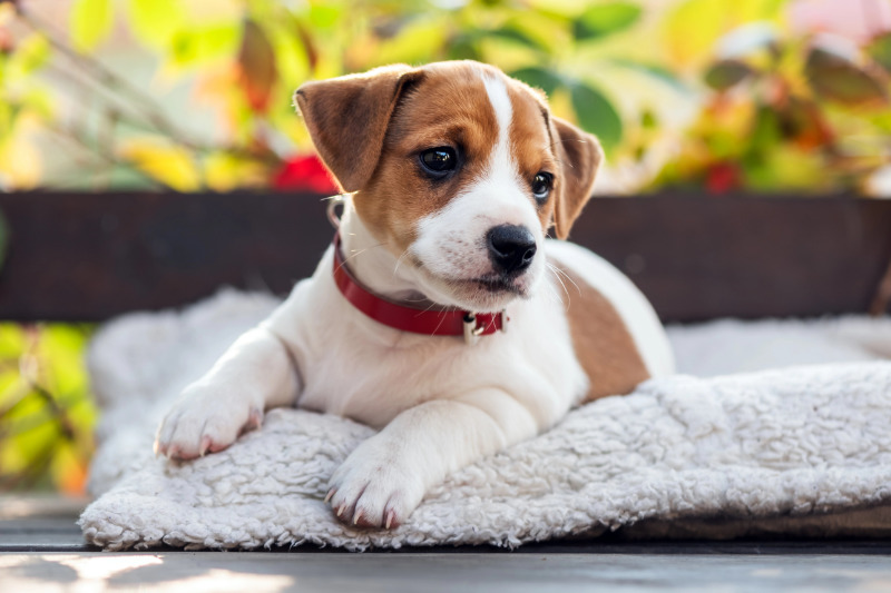 Schattenplätze für Hunde: Hitzeschutz im Garten und auf der Terrasse