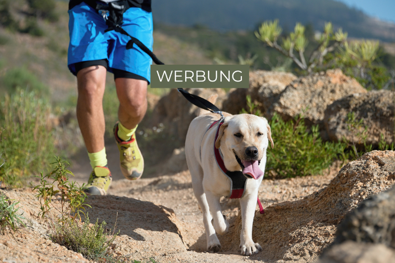 Sicher mit dem Hund laufen: Das sollten Sie beachten