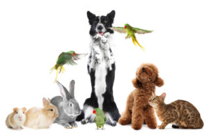 Welches Haustier passt zu mir: Hund oder doch etwas anderes?
