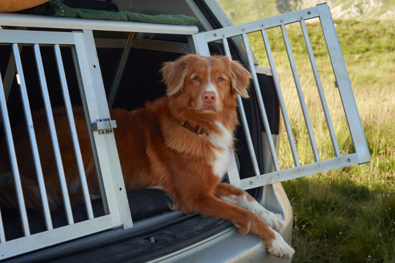 Hund im Auto sichern: Warum es Pflicht ist und wie die passende Lösung aussieht