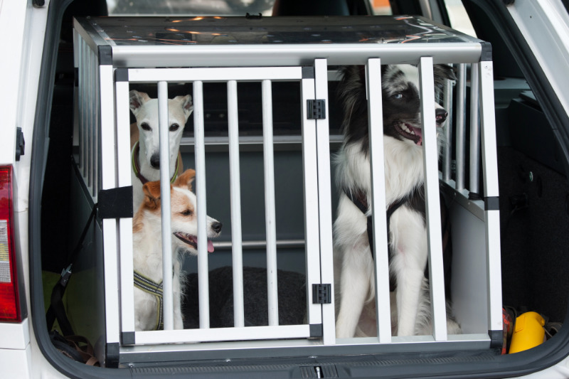 Hundebox, Hundegitter oder Gurt – was schützt wirklich?