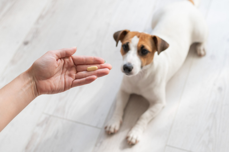 Hand hält einem liegenden Jack Russell Terrier eine Tablette hin