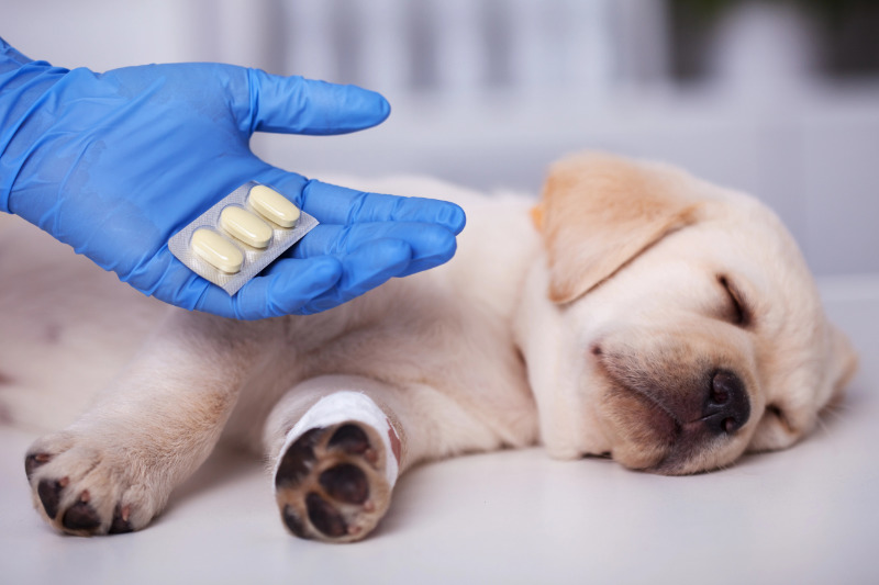 Hand im blauen Handschuh hält einen Tablettenblister über einen schlafenden Labrador-Welpen mit verbundener Pfote